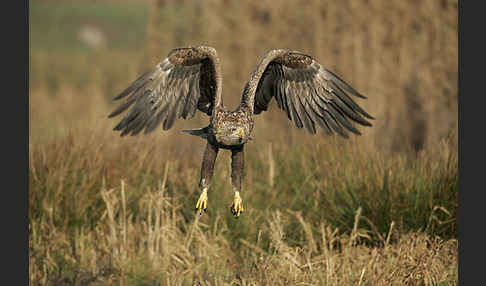 Seeadler (Haliaeetus albicilla)