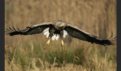 Seeadler (Haliaeetus albicilla)