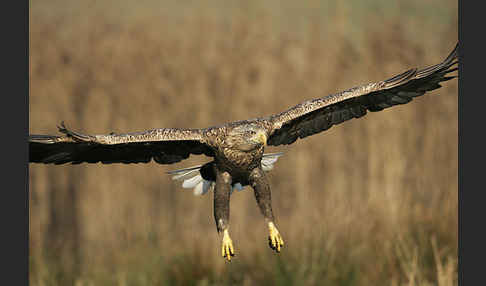 Seeadler (Haliaeetus albicilla)