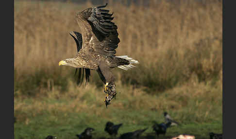 Seeadler (Haliaeetus albicilla)