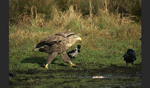 Seeadler (Haliaeetus albicilla)