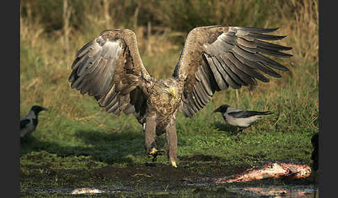 Seeadler (Haliaeetus albicilla)