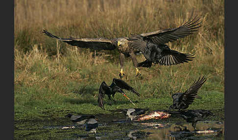 Kolkrabe (Corvus corax)