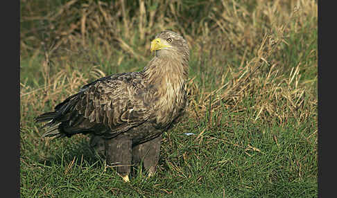 Seeadler (Haliaeetus albicilla)