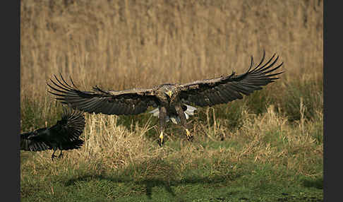 Kolkrabe (Corvus corax)