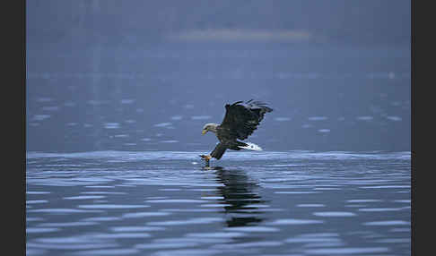 Seeadler (Haliaeetus albicilla)