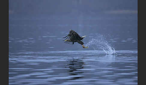 Seeadler (Haliaeetus albicilla)