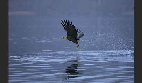 Seeadler (Haliaeetus albicilla)