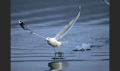 Sturmmöwe (Larus canus)