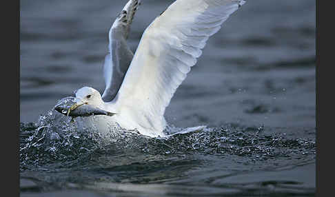 Sturmmöwe (Larus canus)