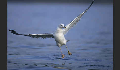 Sturmmöwe (Larus canus)