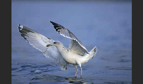 Sturmmöwe (Larus canus)