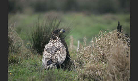 Seeadler (Haliaeetus albicilla)