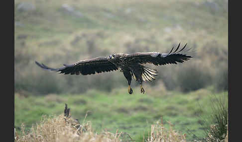 Seeadler (Haliaeetus albicilla)