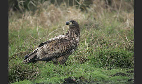 Seeadler (Haliaeetus albicilla)