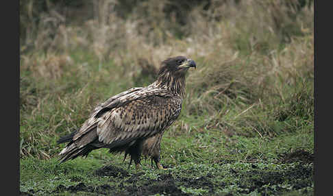 Seeadler (Haliaeetus albicilla)