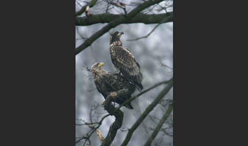 Seeadler (Haliaeetus albicilla)