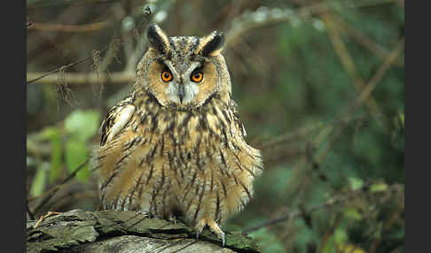 Waldohreule (Asio otus)