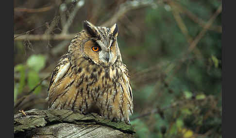 Waldohreule (Asio otus)