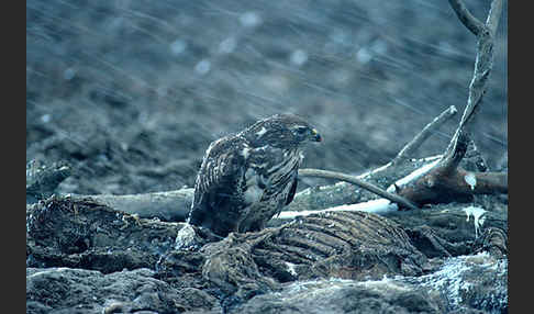 Mäusebussard (Buteo buteo)