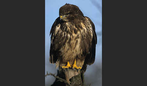 Mäusebussard (Buteo buteo)