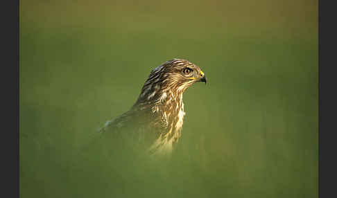 Mäusebussard (Buteo buteo)