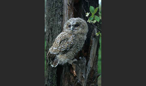 Waldkauz (Strix aluco)