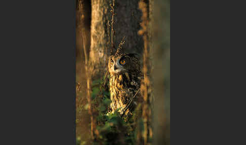 Uhu (Bubo bubo)