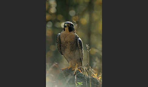 Wanderfalke (Falco peregrinus)