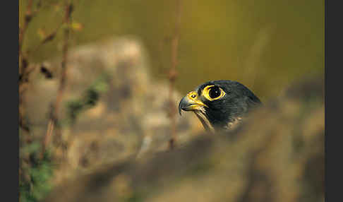 Wanderfalke (Falco peregrinus)