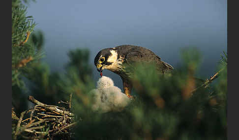 Baumfalke (Falco subbuteo)