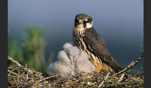 Baumfalke (Falco subbuteo)