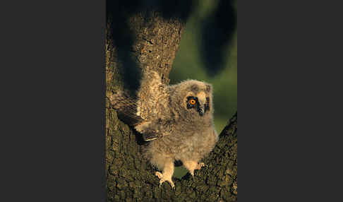 Waldohreule (Asio otus)