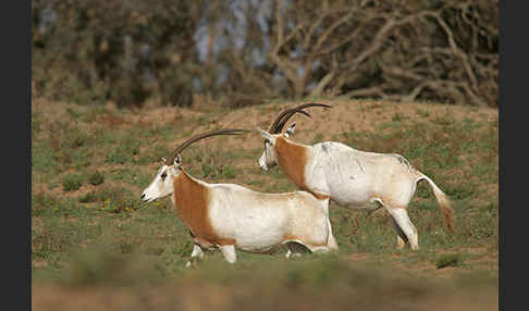 Säbelantilope (Oryx dammah)