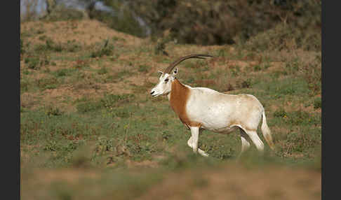 Säbelantilope (Oryx dammah)