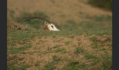 Säbelantilope (Oryx dammah)