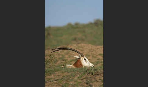 Säbelantilope (Oryx dammah)