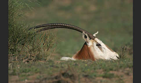 Säbelantilope (Oryx dammah)