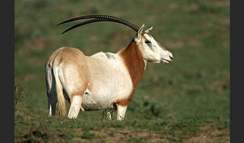 Säbelantilope (Oryx dammah)