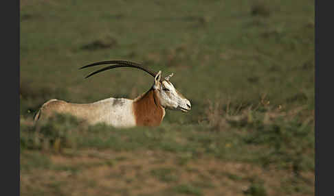 Säbelantilope (Oryx dammah)