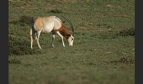 Säbelantilope (Oryx dammah)