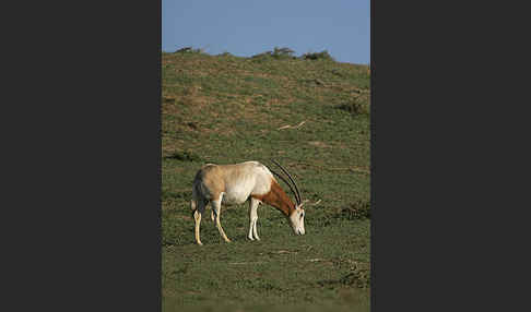 Säbelantilope (Oryx dammah)