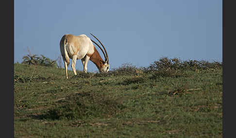 Säbelantilope (Oryx dammah)