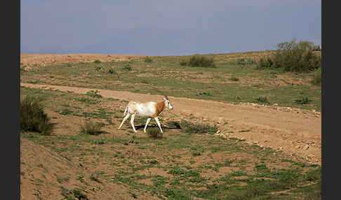 Säbelantilope (Oryx dammah)