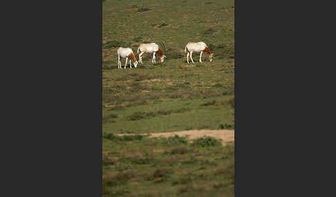 Säbelantilope (Oryx dammah)