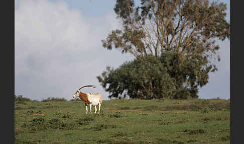 Säbelantilope (Oryx dammah)