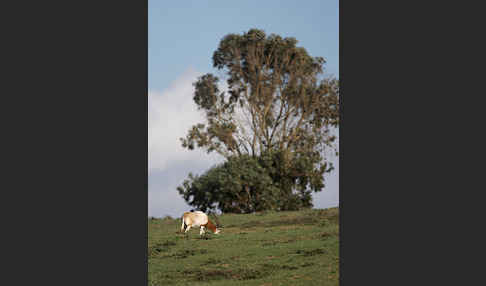 Säbelantilope (Oryx dammah)