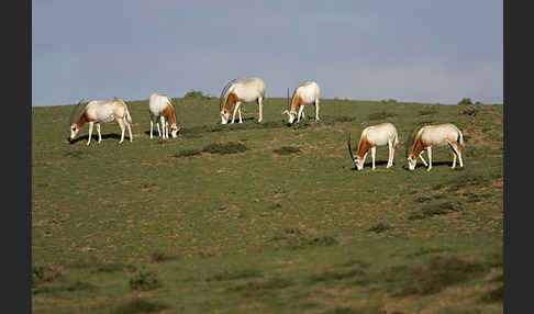 Säbelantilope (Oryx dammah)