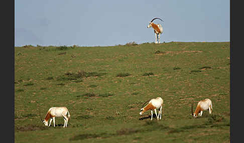 Säbelantilope (Oryx dammah)