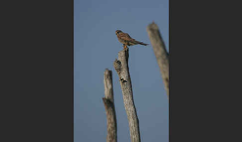 Turmfalke (Falco tinnunculus)